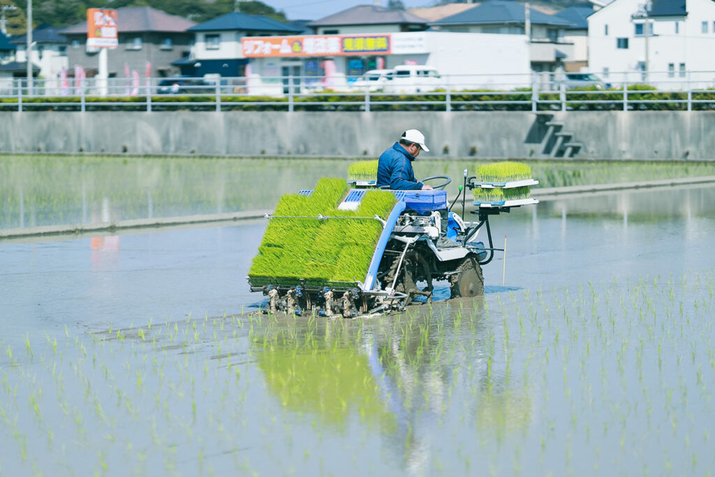 田植えをするスタッフ